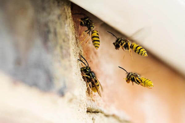 Wasp Control in Essex